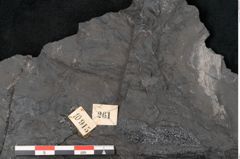 Foto (Detailansicht) von Callipteris sp.  (NHMW-GEO-2024-0188-10915)